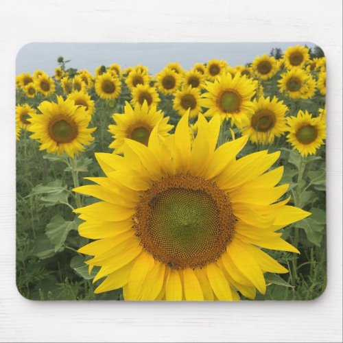 Yellow Sunflowers Photo Country Rustic  Mouse Pad