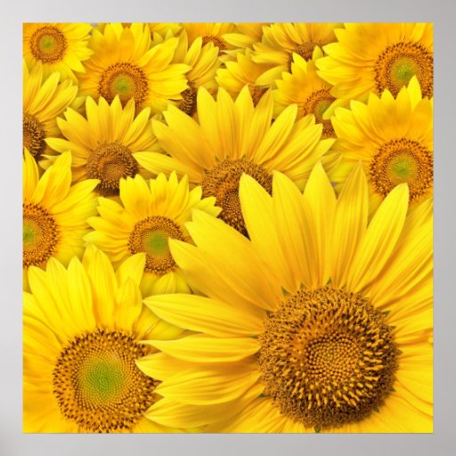 Yellow Sunflowers Poster | Zazzle