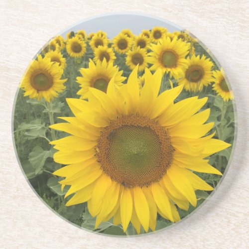 Yellow Sunflowers Rustic Country Floral  Coaster