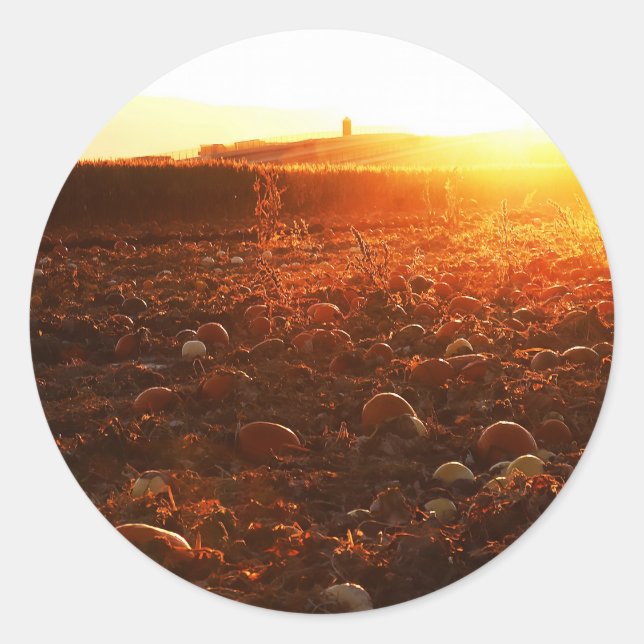 Yellow Sunset Pumpkin Patch  Classic Round Sticker (Front)