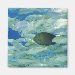 Yellow surgeon fish with yellow stripe goldfish magnet
