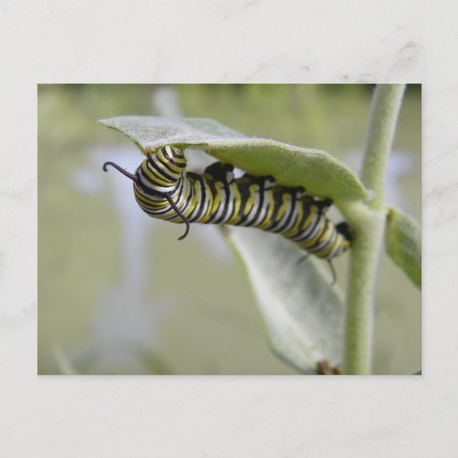 Yellow swallow tail butterfly caterpillar postcard (Front)