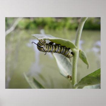 Yellow Swallow Tail Butterfly Caterpillar Poster by abadu44 at Zazzle