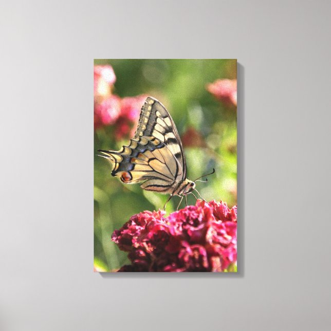 Yellow Swallowtail Butterfly Canvas Print (Front)