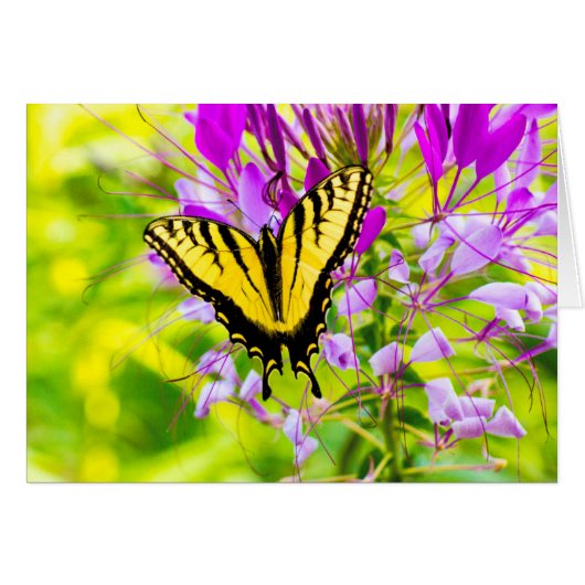 Yellow Swallowtail Butterfly Cards (Front Horizontal)