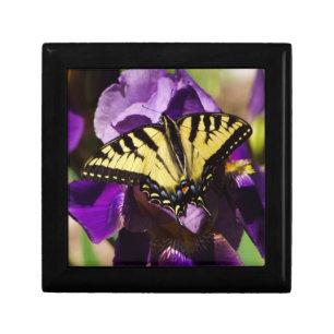 Yellow Swallowtail Butterfly Gift Box