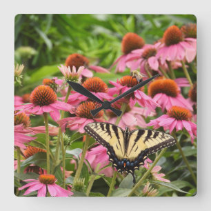 Yellow Swallowtail Butterfly on Echinacea Square Wall Clock