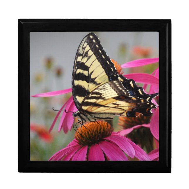 Yellow Swallowtail butterfly on Pink Echinacea Gift Box (Front)