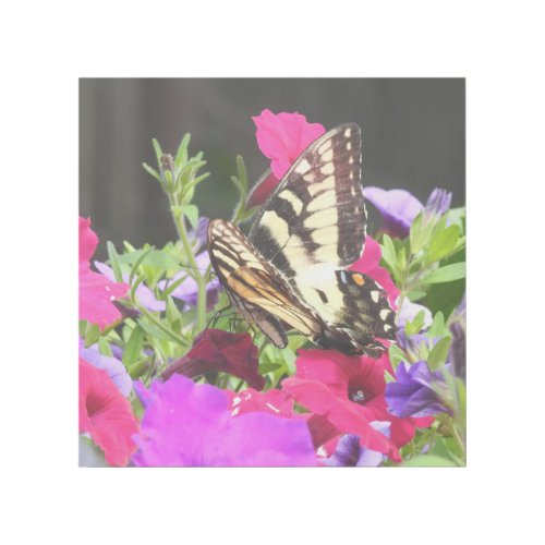 Yellow Swallowtail Butterfly Pink N Purple Pansies Gallery Wrap