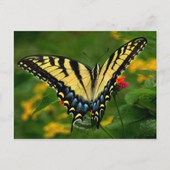 Yellow Swallowtail Butterfly Postcard by debinSC at Zazzle