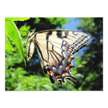 Yellow Swallowtail ~ Photo by Andy2302 at Zazzle