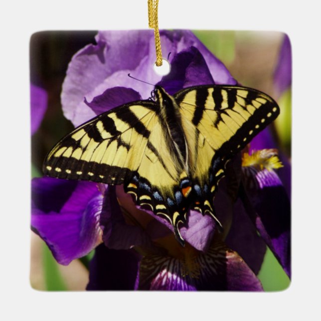Yellow Swallowtail resting on a bearded iris. Ceramic Ornament (Front)
