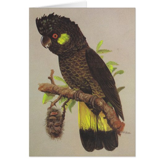 Yellow-tailed Black Cockatoo (Front)