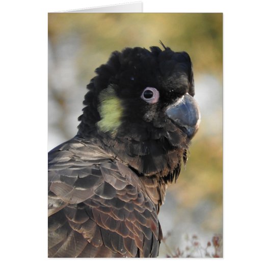 Yellow-tailed Black Cockatoo Cards (Front)
