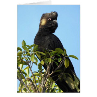 Yellow-tailed Black Cockatoo Cards