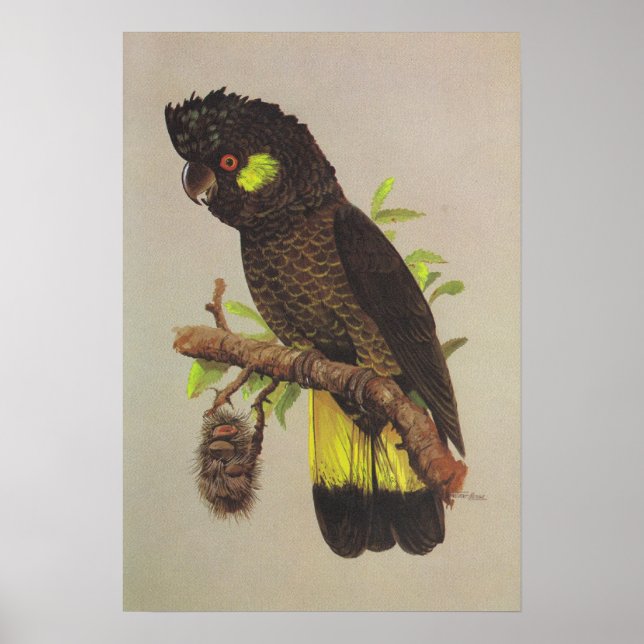 Yellow-tailed Black Cockatoo Poster (Front)