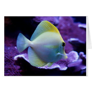 Yellow Tang Cards