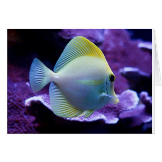 Yellow Tang Cards (Front Horizontal)