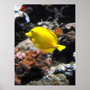 Yellow Tang Fish Tank Top, Zazzle