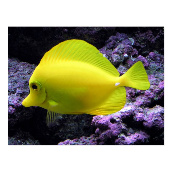 Yellow Tang Reef Fish Post Cards