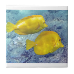 Yellow Tang Tropical Fish