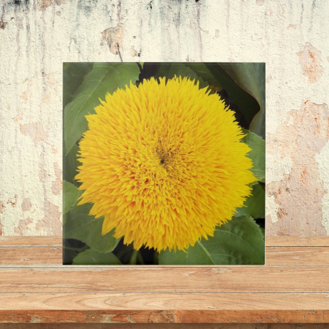 Yellow Teddy Bear Sunflower Floral Ceramic Tile (In Situ)