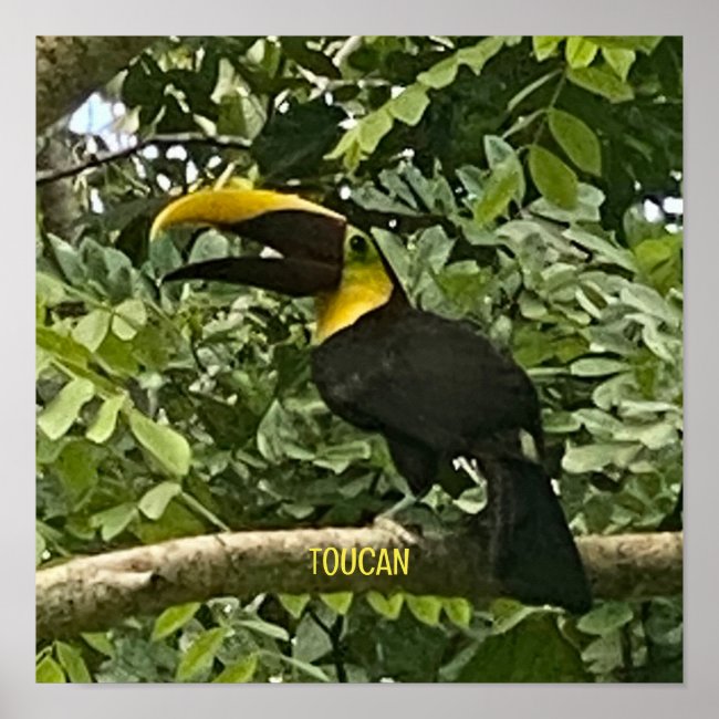 Yellow-Throated Toucan Costa Rica Design Poster