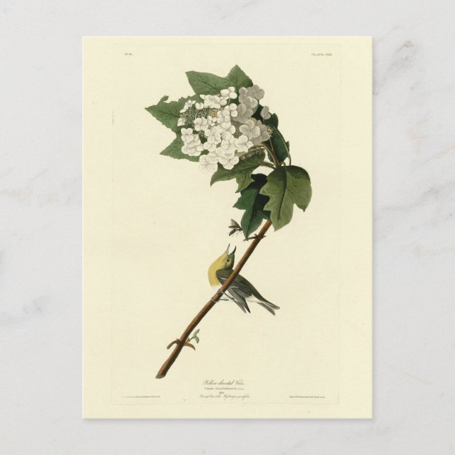 Yellow-throated Vireo, Audubon Birds of America Postcard (Front)