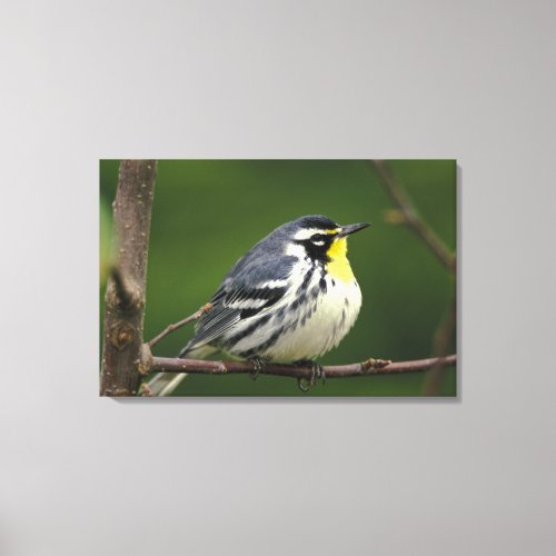 Yellow_throated Warbler Dendroica dominica Canvas Print