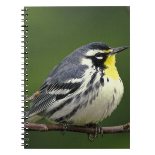 Yellow_throated Warbler Dendroica dominica Notebook
