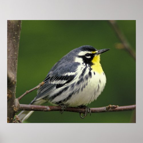 Yellow_throated Warbler Dendroica dominica Poster