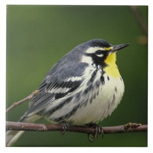 Yellow_throated Warbler Dendroica dominica Tile