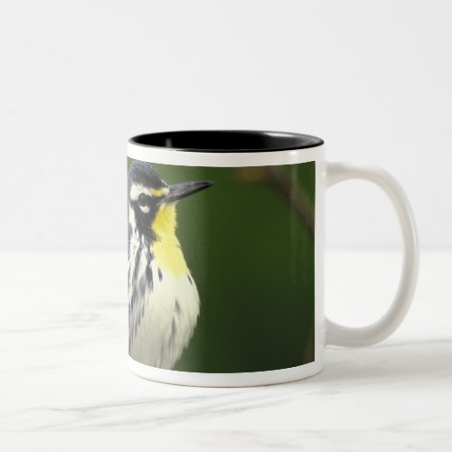 Yellow_throated Warbler Dendroica dominica Two_Tone Coffee Mug
