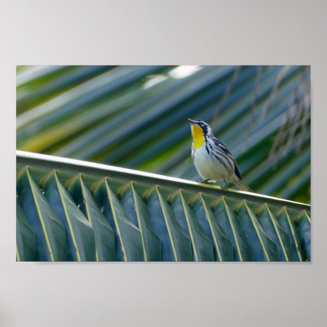 Yellow-Throated Warbler in a Palm Tree Poster (Front)