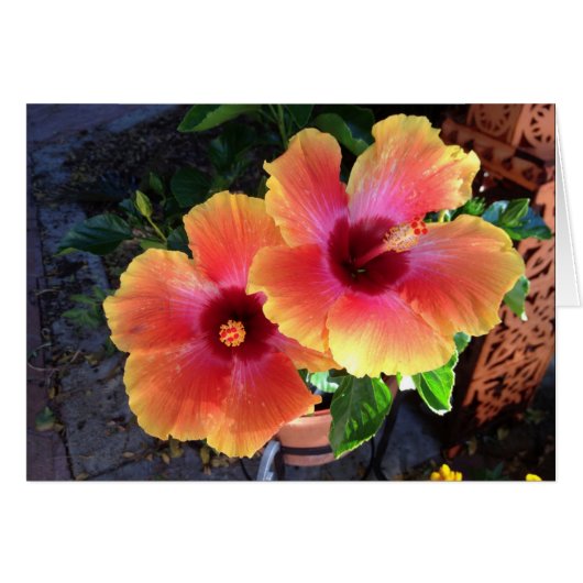 -yellow tip Hibiscus- Cards (Front Horizontal)