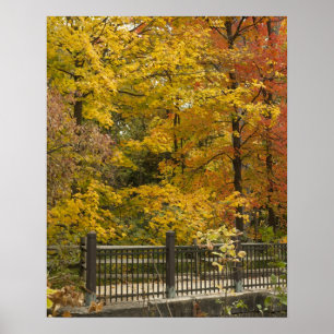 Yellow Trees Of Autumn Poster