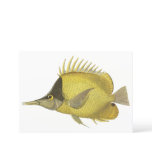 Yellow Tropical Chelmon Longirostris, Vintage Fish