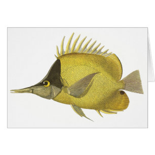 Yellow Tropical Chelmon Longirostris, Vintage Fish Cards