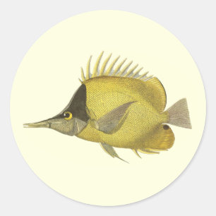 Yellow Tropical Chelmon Longirostris, Vintage Fish Classic Round Sticker