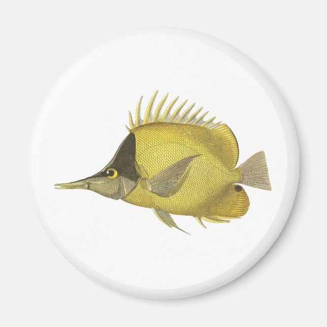 Yellow Tropical Chelmon Longirostris, Vintage Fish Magnet (Front)