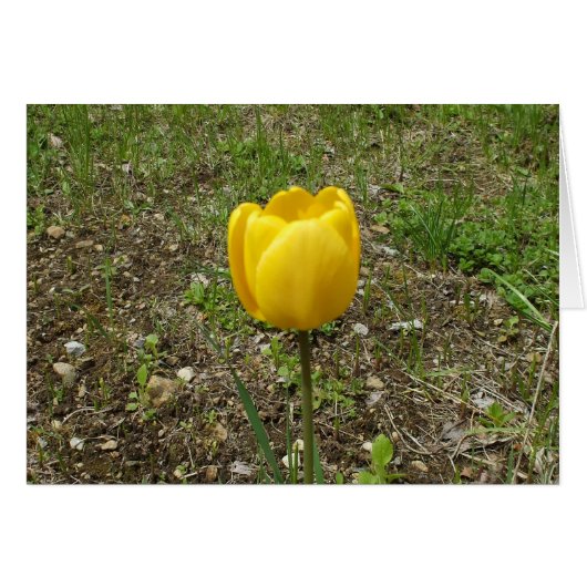 Yellow Tulip-Blank Card (Front Horizontal)