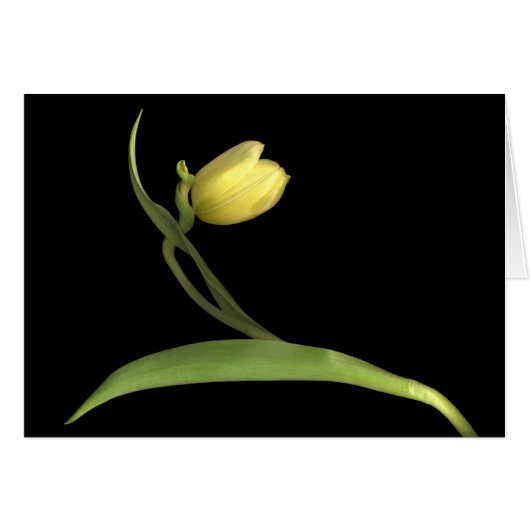 Yellow tulip cards (Front Horizontal)