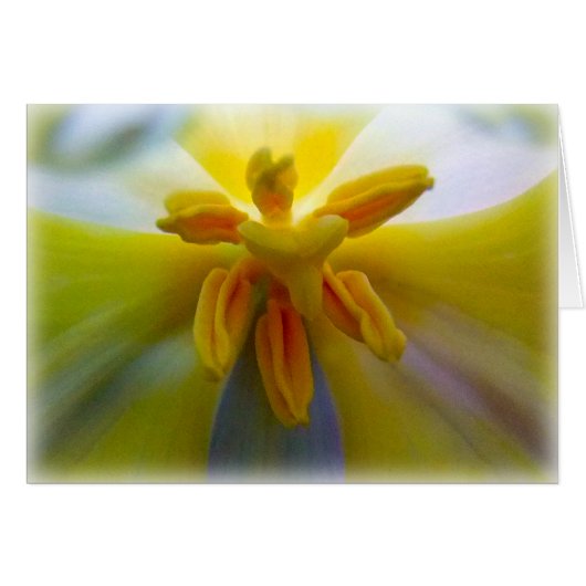 Yellow Tulip Cards (Front Horizontal)