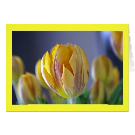 Yellow Tulip Cards (Front Horizontal)