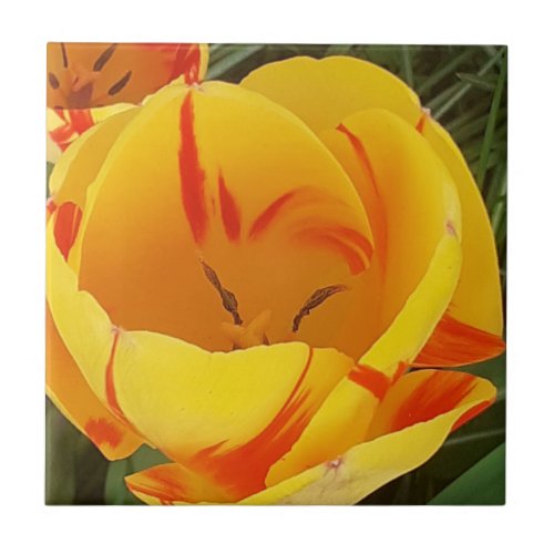 Yellow Tulip Ceramic Tile
