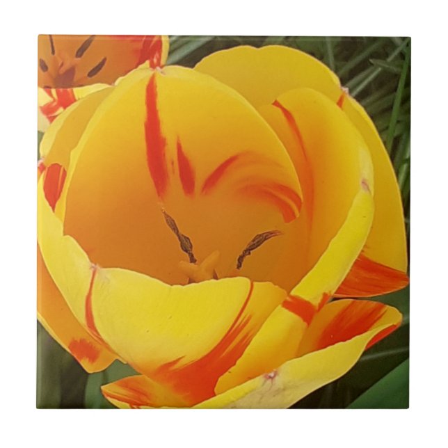 Yellow Tulip Ceramic Tile (Front)