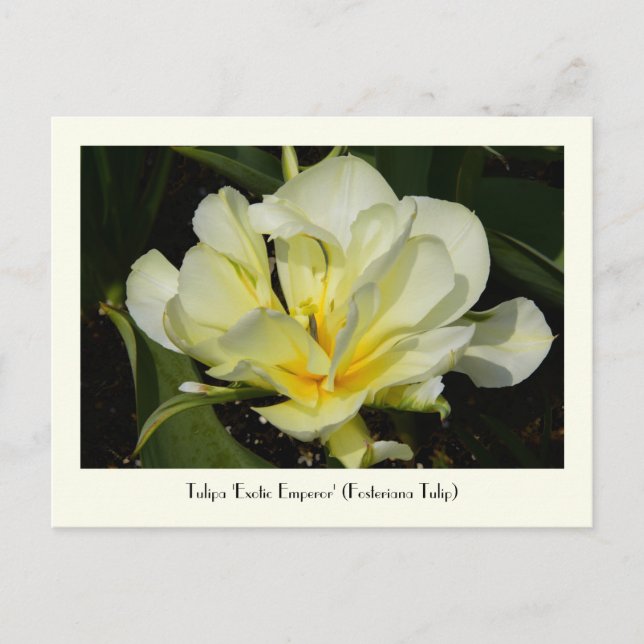 Yellow Tulip Collectible Post Card (Front)