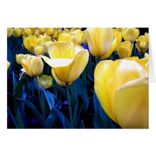 yellow tulip field cards (Front Horizontal)