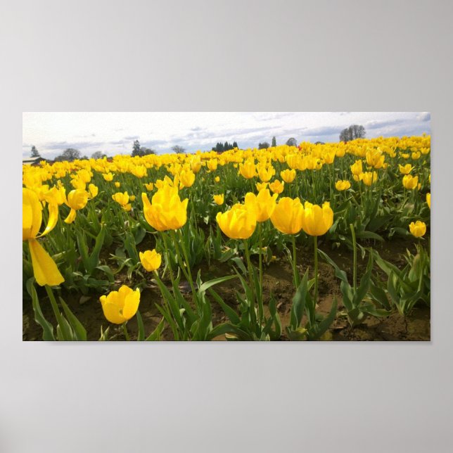Yellow Tulip Field, Oregon Poster (Front)