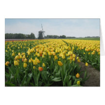 Yellow Tulip Flower Field and Windmill in Holland